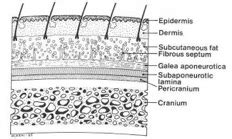 Sa Anatomisi Viyana Sa Ekimi Op Dr Can Ler