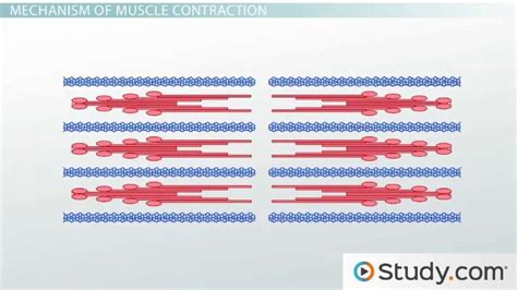 Are Actin And Myosin Present In All Muscle Tissue Types?