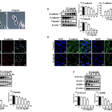 Cu Reverses Emt And Inhibits Stemness In Mda Mb Breast Cancer