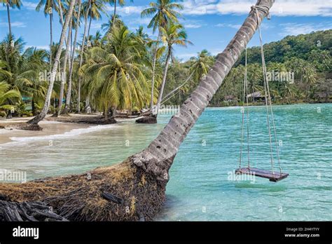 Beautiful Beach With Palm Trees Khlong Hin Bay Koh Kood Thailand