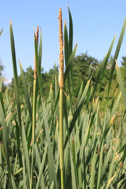 Bulrushes Green Invasive - Free photo on Pixabay