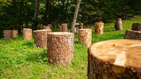 Environmental Impact Of Stump Removal