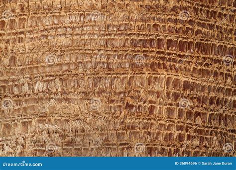 Textured Bark Of A Palm Tree Stock Photo Image Of Queen Outside