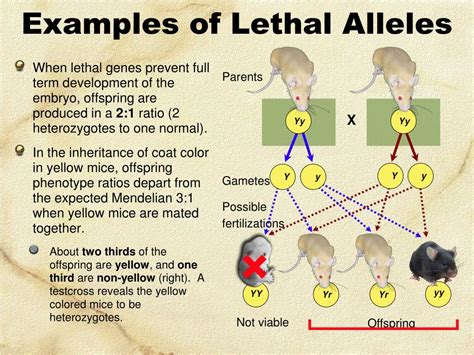 Ppt Gene Interactions Powerpoint Presentation Free Download Id3095832