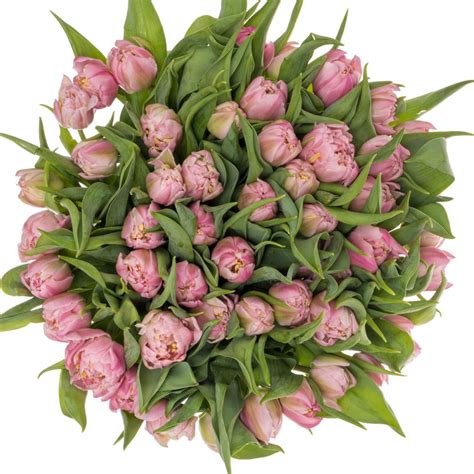 Tulpe Rosa Doppel Maitresse Gramm Tulpen Rosaton Heyl