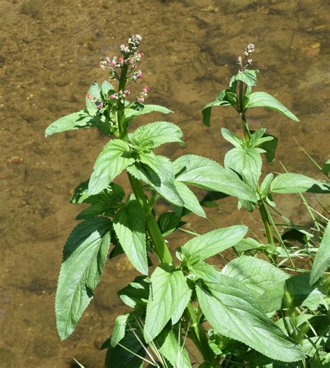 Scrophularia Auriculata Subsp Auriculata Plants Of The World Online