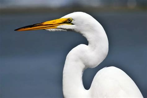 8 Animais Que Vivem No Pantanal De MS E MT DCI