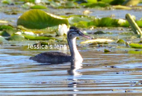 great crested grebe – Jessica's lens