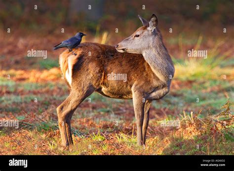 Jackdaw Richmond Park Hi Res Stock Photography And Images Alamy