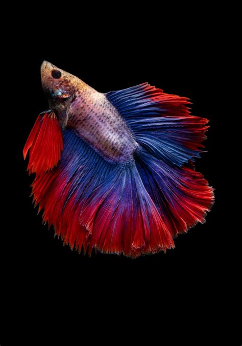 Blue Male Betta Fish