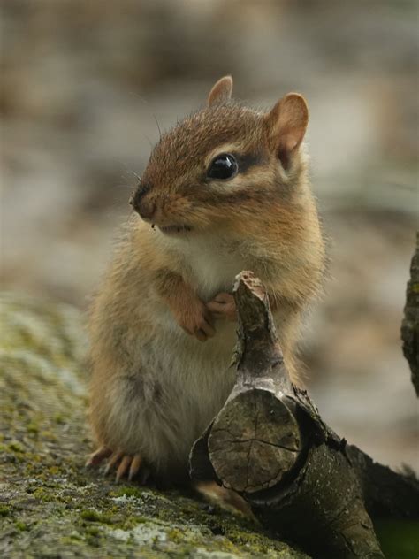 Welcome To Subirdia Sharing Our Neighborhoods With Wrens Robins Woodpeckers And Other Wildlife John M Marzluff 7