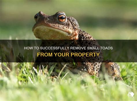 How To Successfully Remove Small Toads From Your Property PetShun