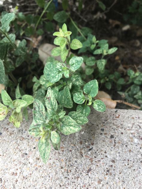 Oregano variegation : r/gardening