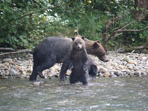 Platform Grizzly Bear Tours | Adventure Quest Tours