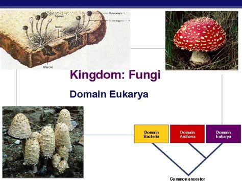 Kingdom Fungi Ppt For 9th 11th Grade Lesson Planet