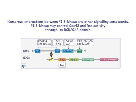 Ppt Pi Kinase Pkb Protein Synthesis And Cellular Survival