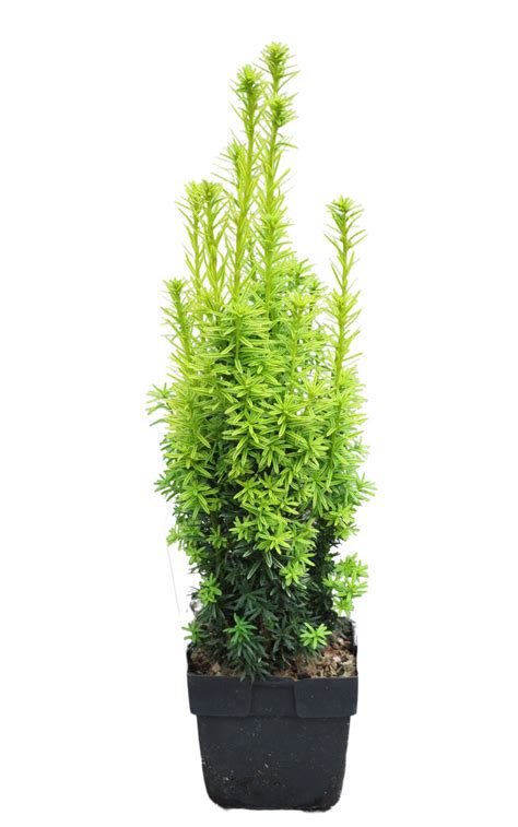 Taxus Baccata David Gelbe S Uleneibe David