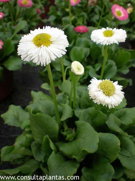 Bellis Perennis Maya O Bellorita Cuidados