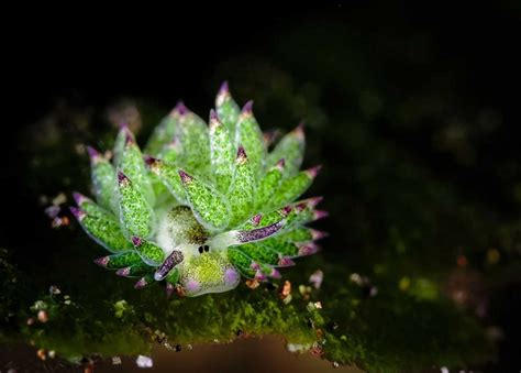 Amazing sea slug eats so much algae it can ‘photosynthesize’