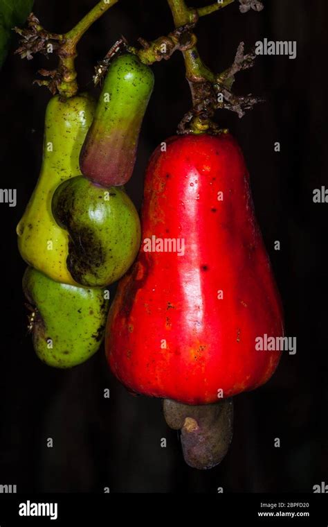 Cashew fruits, Anacardium occidentale, on a tree in a garden in ...