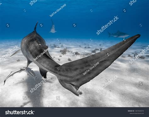 Tiger Shark Tale Showing Great Detail Stock Photo 1467640574 | Shutterstock