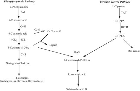 Phenolic Acids Biosynthetic Pathway In S Miltiorrhiza