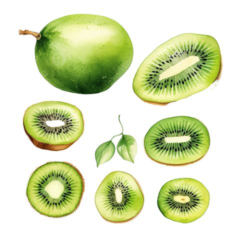 Watercolor Kiwi Clip Art Watercolor Clip Art Kiwi PNG Transparent