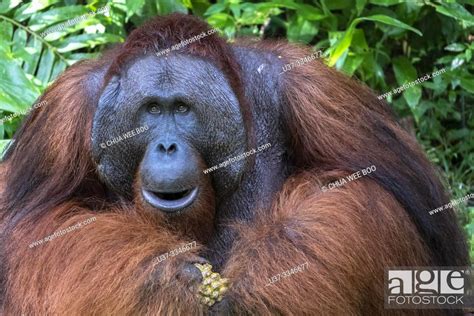 Male Bornean Orangutan Pongo Pygmaeus With Full Cheek Pads Semenggoh