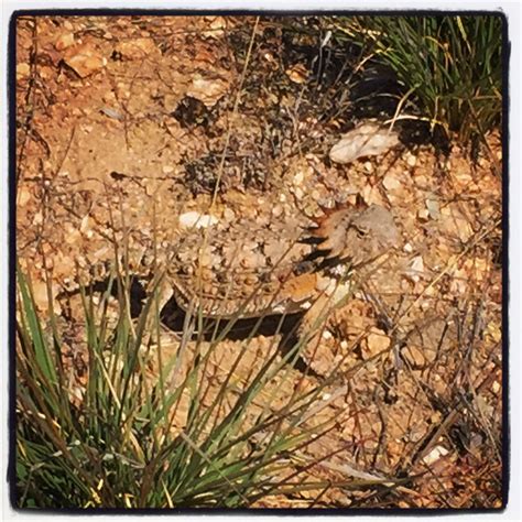 tucson daily photo  deserts king  camouflage