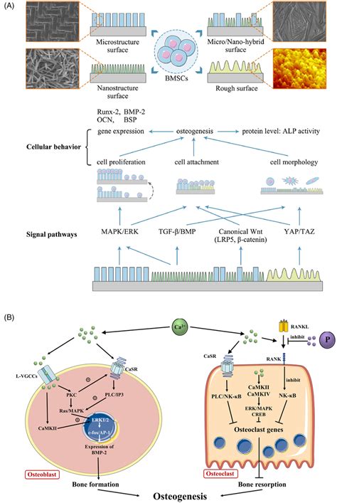 Mechanism Of Ca In Osteogenesis A Various Signaling Pathways