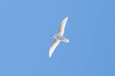 Antarctic Photo Library - Photo Details - 2021Dec02-Snow-petrel-flying ...