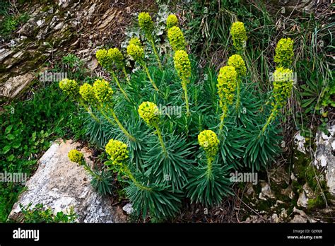 Cypress Spurge Euphorbia Cyparissias Blooming Between Rocks Stock