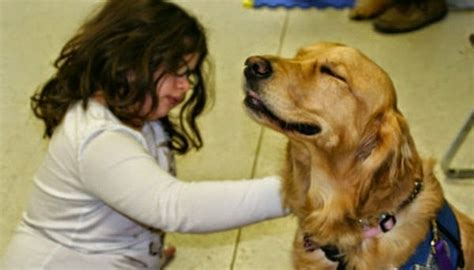 Cient Ficos Afirman Como Los Perros Pueden Entender Lo Que Dicen Sus