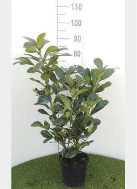 X Prunus Laurocerasus Etna Laurierkers Cm In Pot Bol