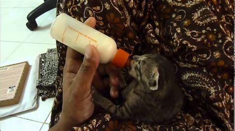 Caring For Orphaned Kittens Youtube