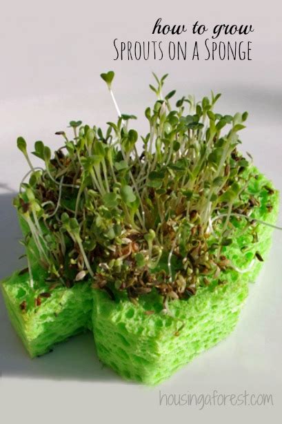 Shamrock Sprouts Housing A Forest