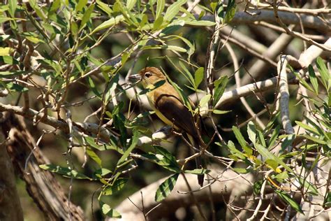 Yellow Bellied Greenbul Chlorocichla Flaviventris Flickr