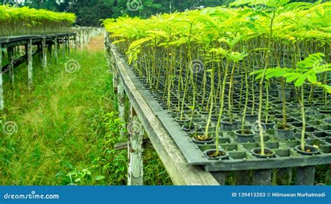 Forest Plant Seedling in the Nursery. Stock Image - Image of ...