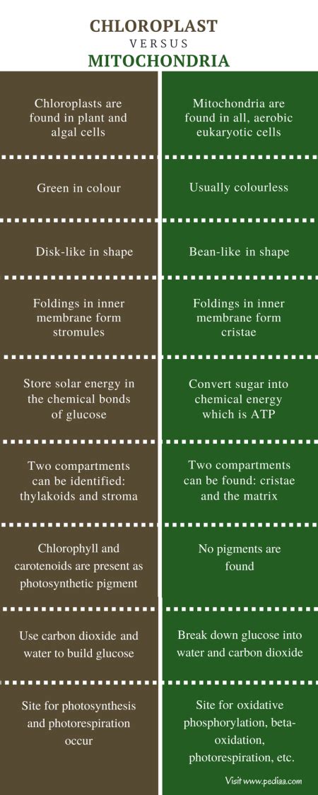 Difference Between Chloroplast and Mitochondria | Structure, Function ...