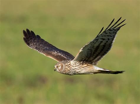 February Rye Harbour Nature Reserve Sightings Sussex Wildlife Trust