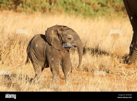 African Elephant Loxodonta Africana Calf Stock Photo Alamy