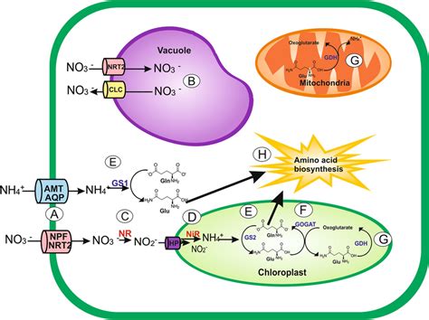 Model Of The Metabolism Of Nitrogen In The Plant Cell In Addition