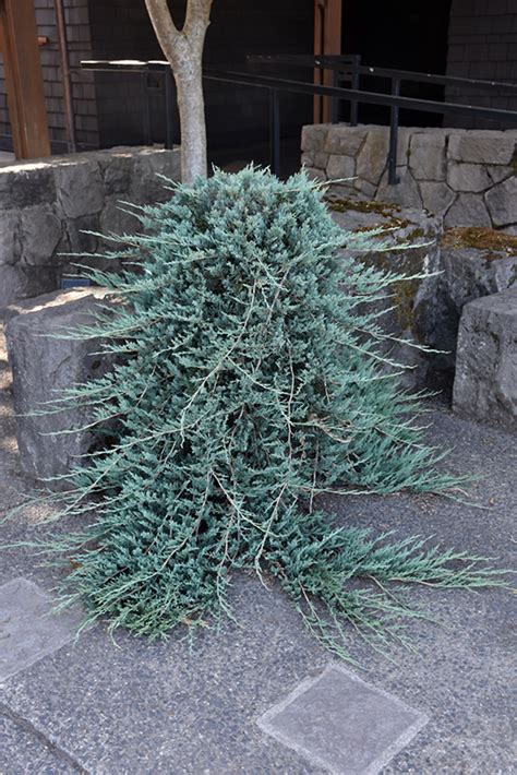 Blue Rug Juniper Juniperus Horizontalis Wiltonii In Greensboro High Point Winston Salem