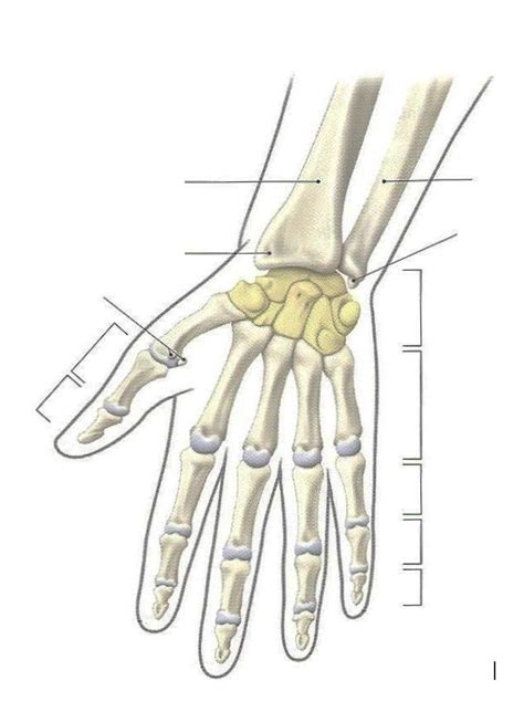 Os Du Poignet De La Main Vue Ant Rieure Diagram Quizlet
