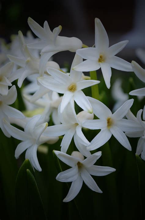 White Hyacinths - 2015 B Photograph by Richard Andrews - Fine Art America