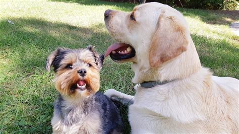 Yorkshire Terrier👍labrador Youtube