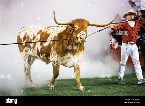 Bevo