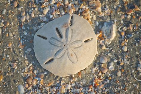 sand dollar alive nature walks  judy