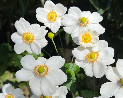 Anemone Hupehensis Japonica GardensOnline