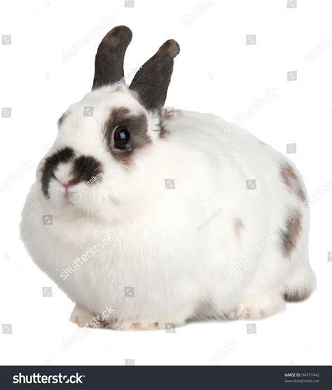 White Rabbit With Blask Spots Stock Photo 94977442 Shutterstock